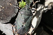 Stink Bug (Notius depressus) (Notius depressus)